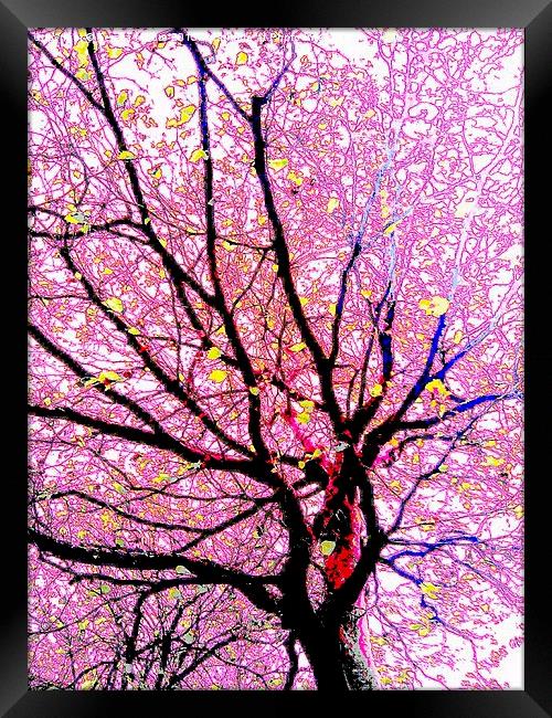  Psychadellic tree Framed Print by Teresa Moore