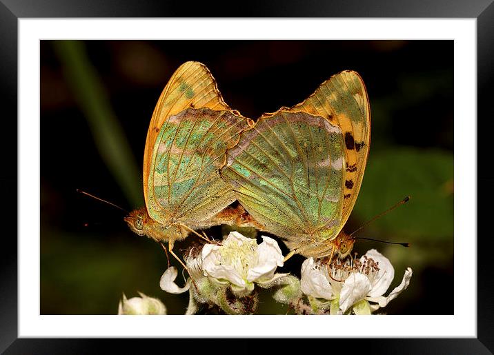  Silver washed Fritillery Framed Mounted Print by JC studios LRPS ARPS