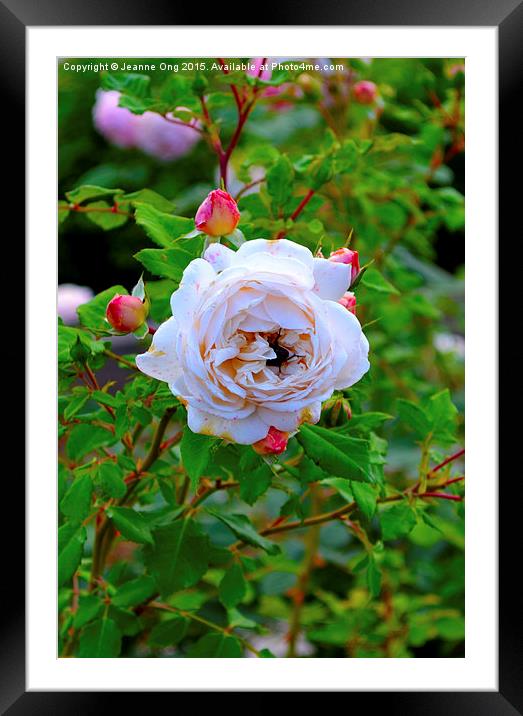 Rose  Framed Mounted Print by Jeanne Ong