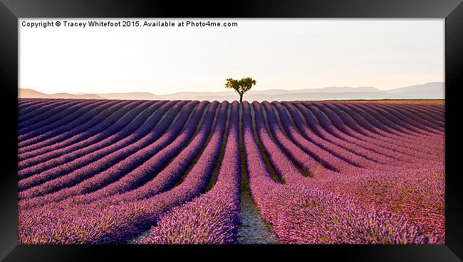  The Valensole Plateau Framed Print by Tracey Whitefoot