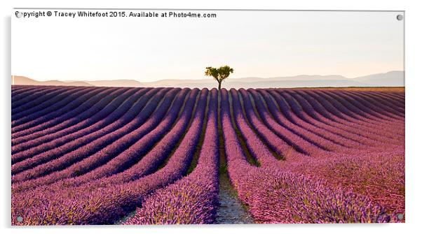  The Valensole Plateau Acrylic by Tracey Whitefoot