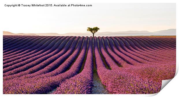  The Valensole Plateau Print by Tracey Whitefoot