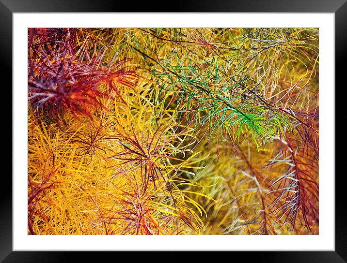  Coulours of Summer Framed Mounted Print by Colin Evans