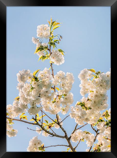  White Blossom Framed Print by Colin Evans