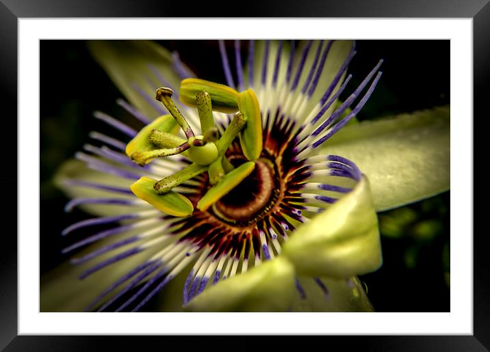  Passion Framed Mounted Print by Gary Schulze