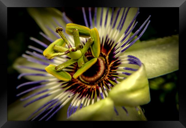  Passion Framed Print by Gary Schulze