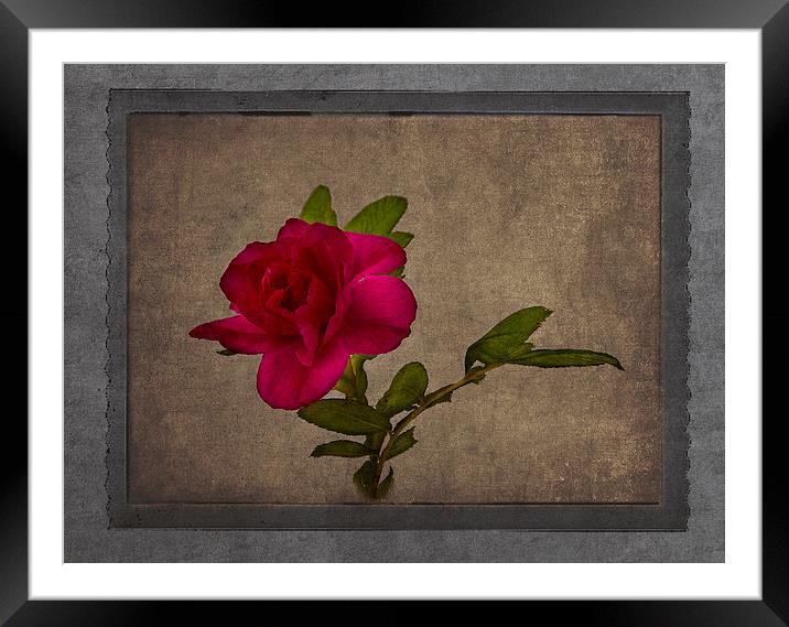  Red Rose Framed Mounted Print by Robert Murray