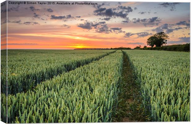  Wheat fields of Dersingham Canvas Print by Simon Taylor