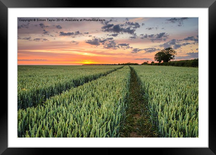  Wheat fields of Dersingham Framed Mounted Print by Simon Taylor
