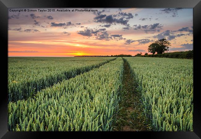  Wheat fields of Dersingham Framed Print by Simon Taylor
