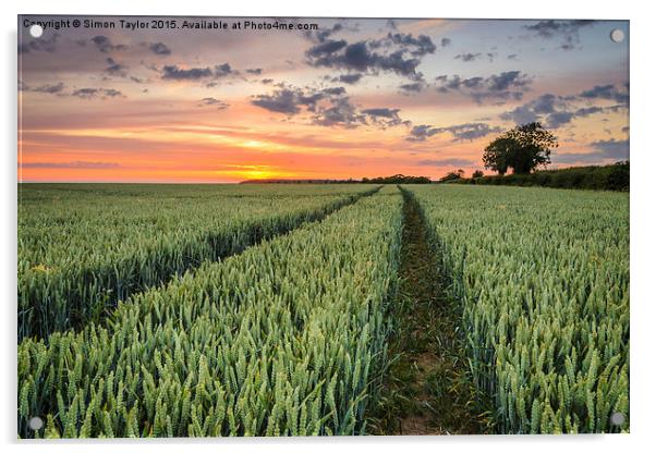  Wheat fields of Dersingham Acrylic by Simon Taylor