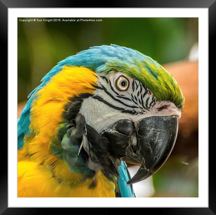  Blue and Yellow Macaw Framed Mounted Print by Sue Knight