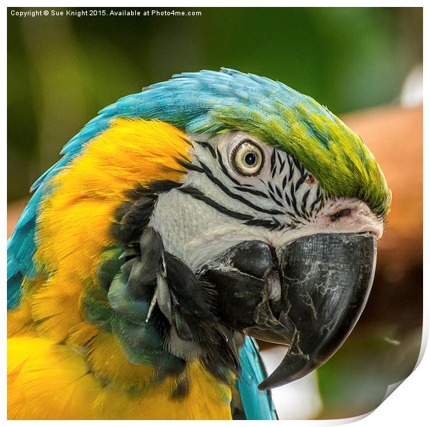  Blue and Yellow Macaw Print by Sue Knight