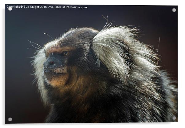  Marmoset Monkey Acrylic by Sue Knight