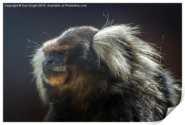 Marmoset Monkey Print by Sue Knight