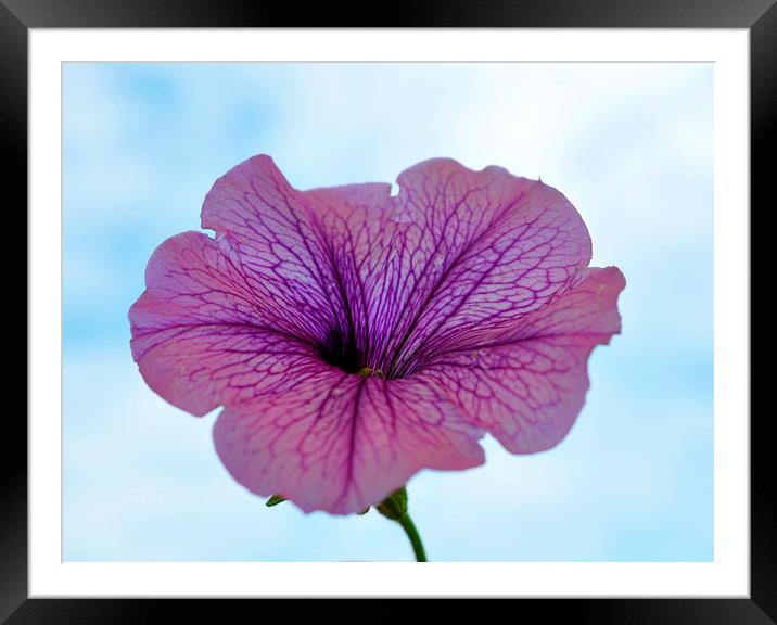  flower in the sky Framed Mounted Print by sue davies