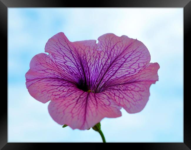  flower in the sky Framed Print by sue davies