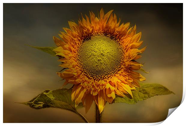  Sunflower Print by Eddie John