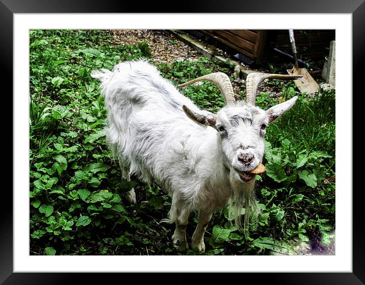  Billy Goat takes the biscuit Framed Mounted Print by Judith Lightfoot