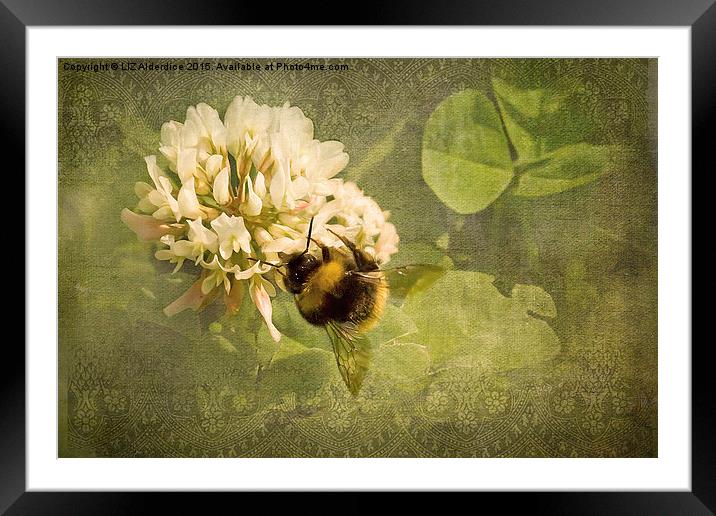 White Clover Bee Framed Mounted Print by LIZ Alderdice