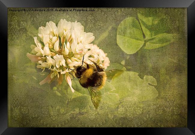  White Clover Bee Framed Print by LIZ Alderdice