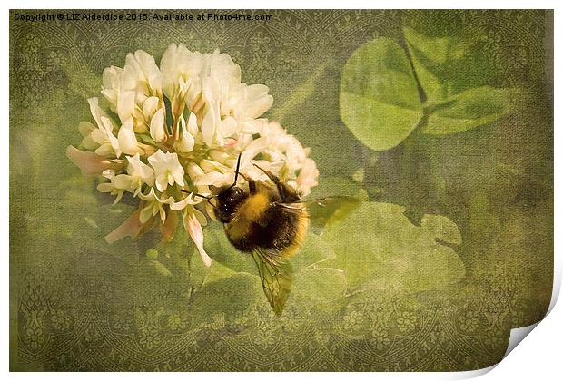  White Clover Bee Print by LIZ Alderdice