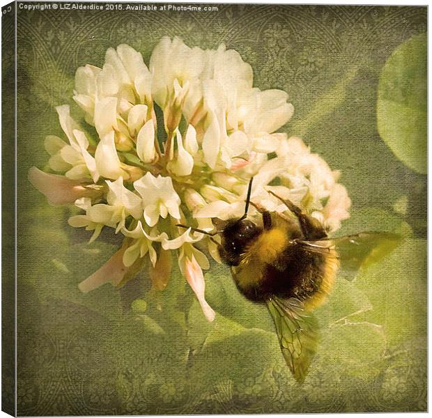  Bee on White Clover Canvas Print by LIZ Alderdice