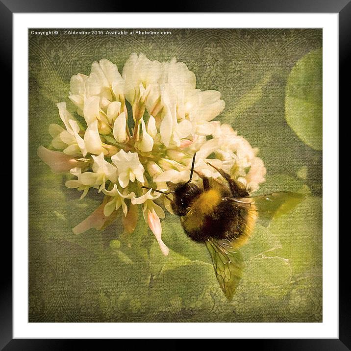  Bee on White Clover Framed Mounted Print by LIZ Alderdice