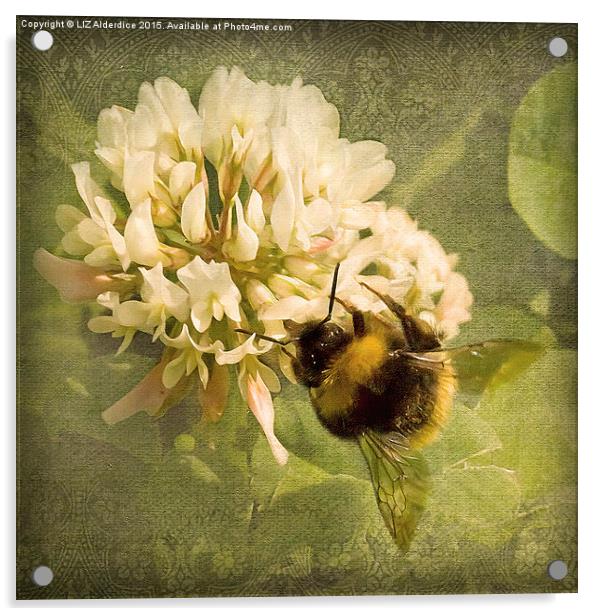  Bee on White Clover Acrylic by LIZ Alderdice