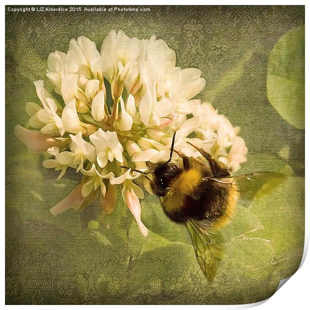  Bee on White Clover Print by LIZ Alderdice