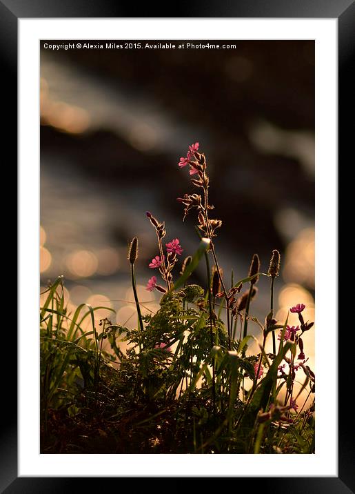 Bokeh day dream Framed Mounted Print by Alexia Miles