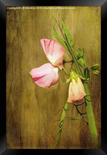  Pink Sweet Pea Framed Print by LIZ Alderdice