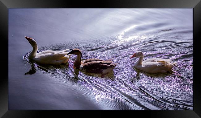 Three swans Framed Print by Hassan Najmy