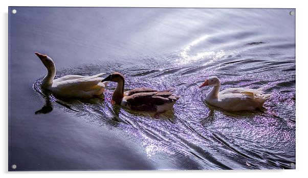 Three swans Acrylic by Hassan Najmy