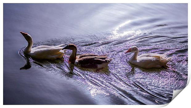 Three swans Print by Hassan Najmy