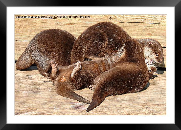  Otters Playing. Framed Mounted Print by Lilian Marshall