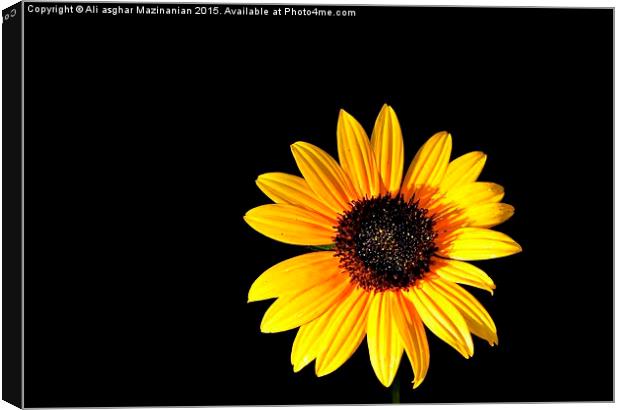  Sunflower 5 Canvas Print by Ali asghar Mazinanian
