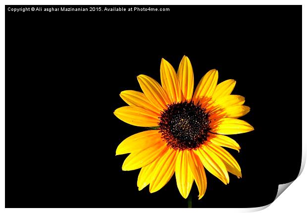  Sunflower 5 Print by Ali asghar Mazinanian