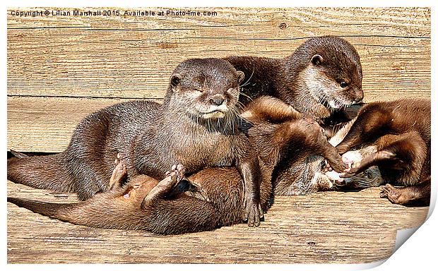  Otters Playing. Print by Lilian Marshall