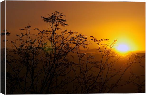  Golden Morning Canvas Print by Manuel Canseco