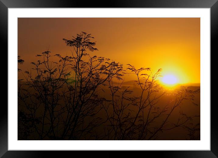  Golden Morning Framed Mounted Print by Manuel Canseco
