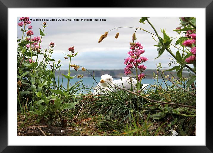  Seagull in hiding Framed Mounted Print by Rebecca Giles