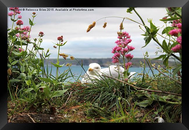  Seagull in hiding Framed Print by Rebecca Giles