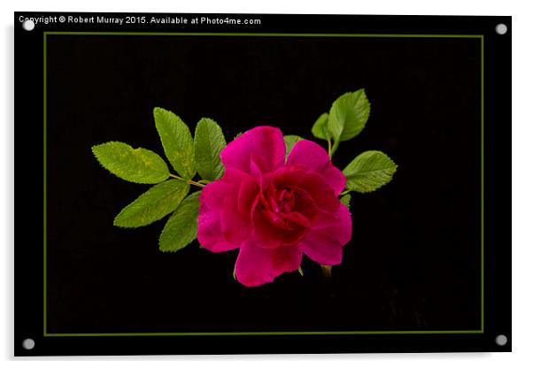  Red Rose on Black Acrylic by Robert Murray