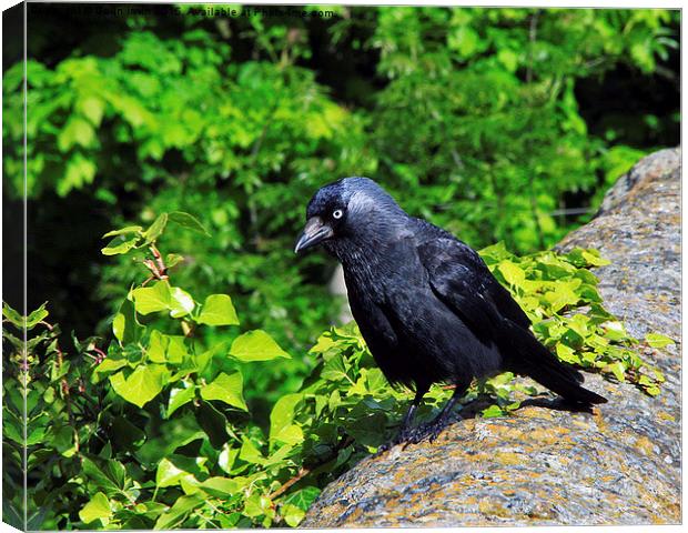  Jackdaw Canvas Print by Colin irwin