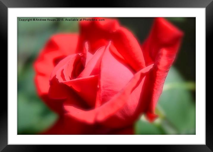  Red Rose Framed Mounted Print by Andrew Heaps
