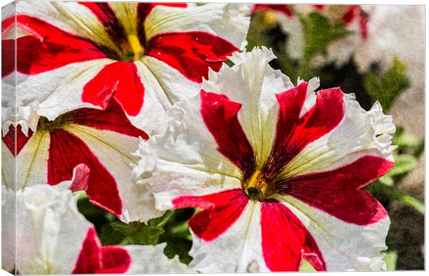 Red And White Petunia Canvas Print by Steve Purnell