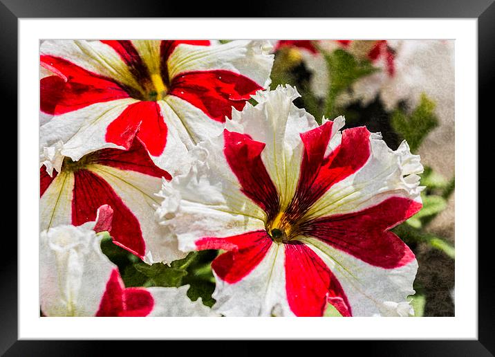 Red And White Petunia Framed Mounted Print by Steve Purnell