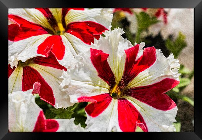 Red And White Petunia Framed Print by Steve Purnell