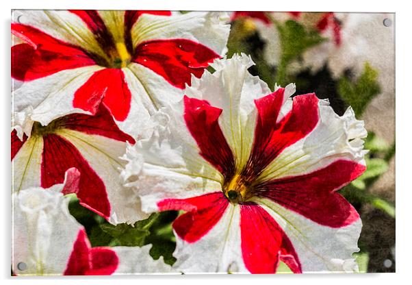 Red And White Petunia Acrylic by Steve Purnell